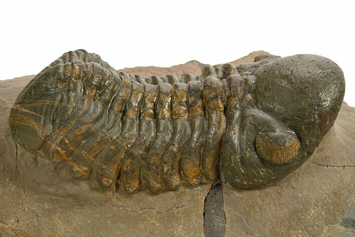 Detailed Reedops Trilobite - Atchana, Morocco #325876